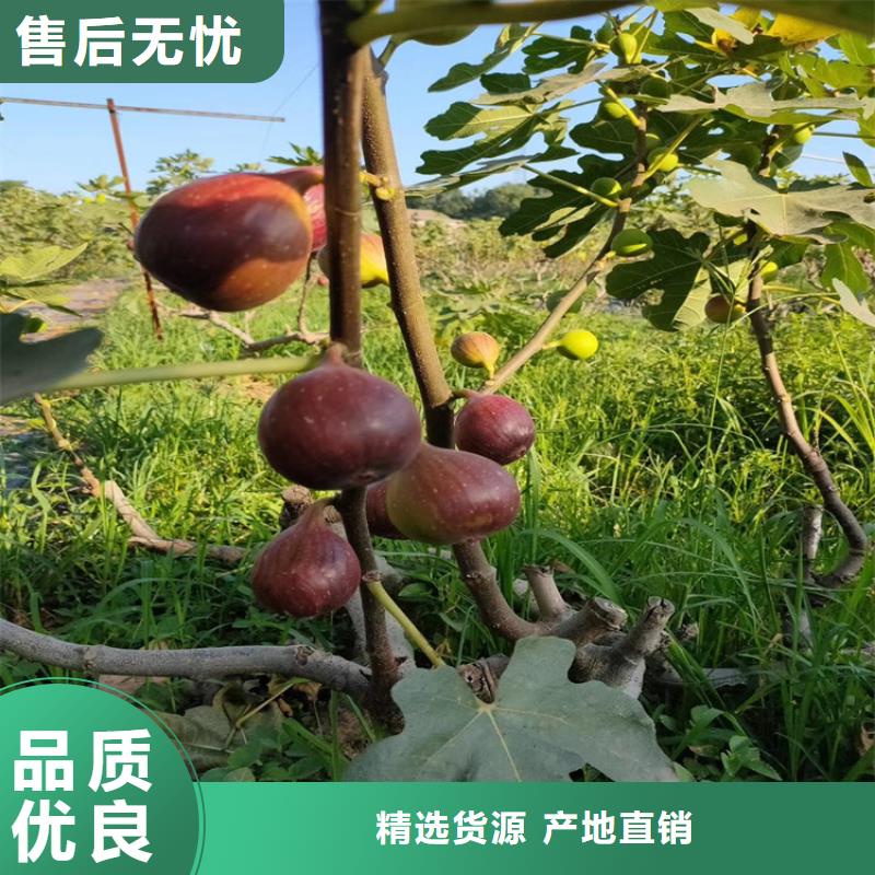 无花果樱桃苗价格实在服务周到