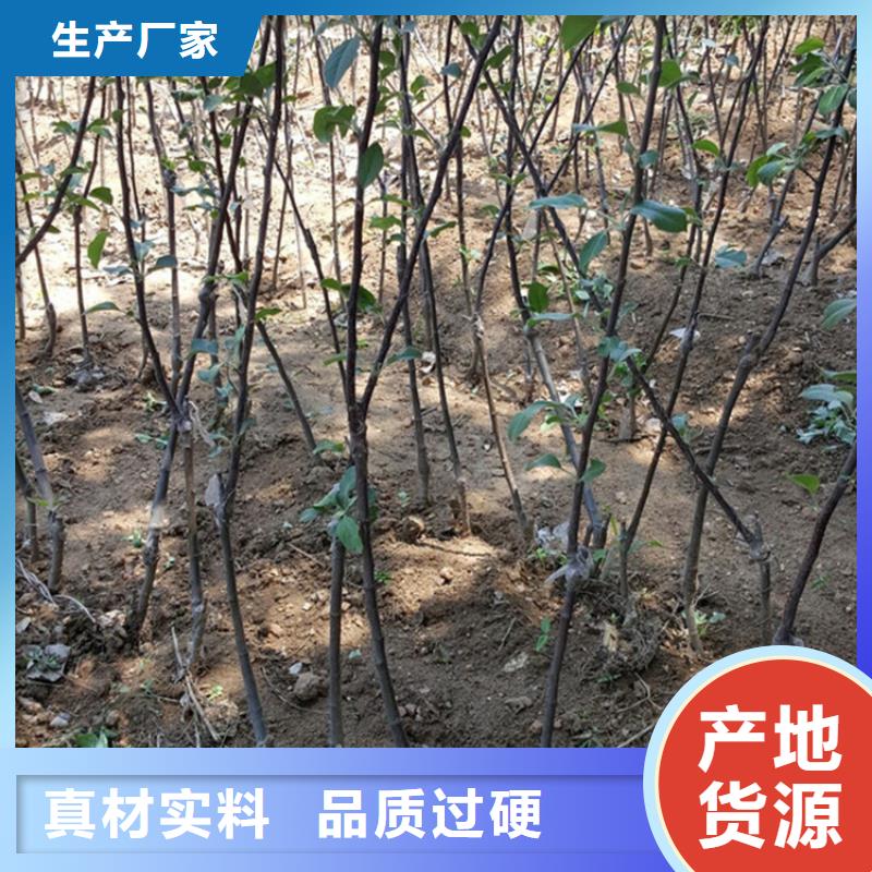苹果蓝莓苗定制零售批发真正让利给买家