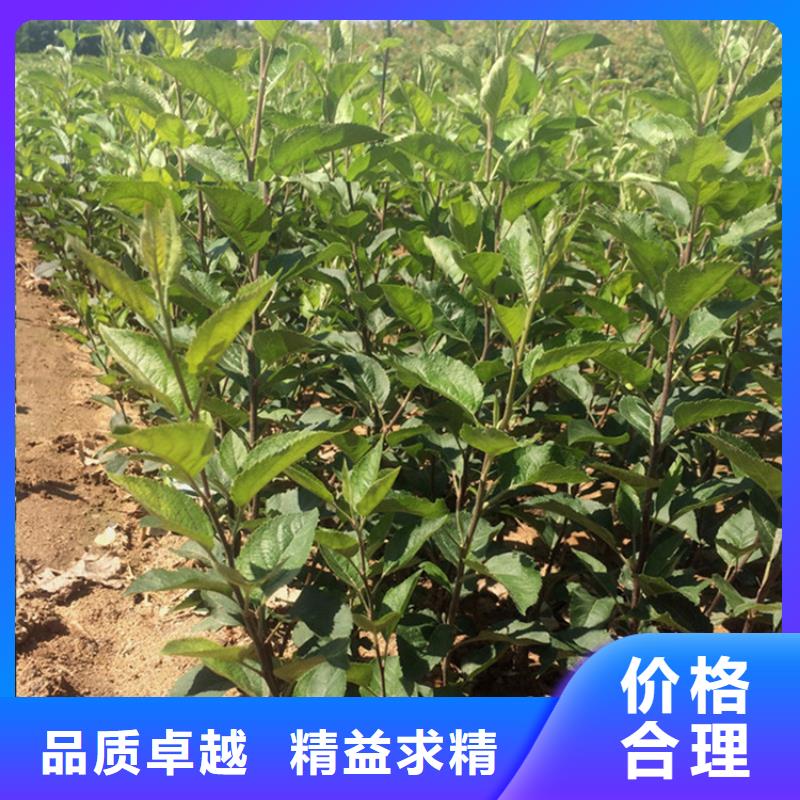 【苹果-板栗苗符合标准】专注品质