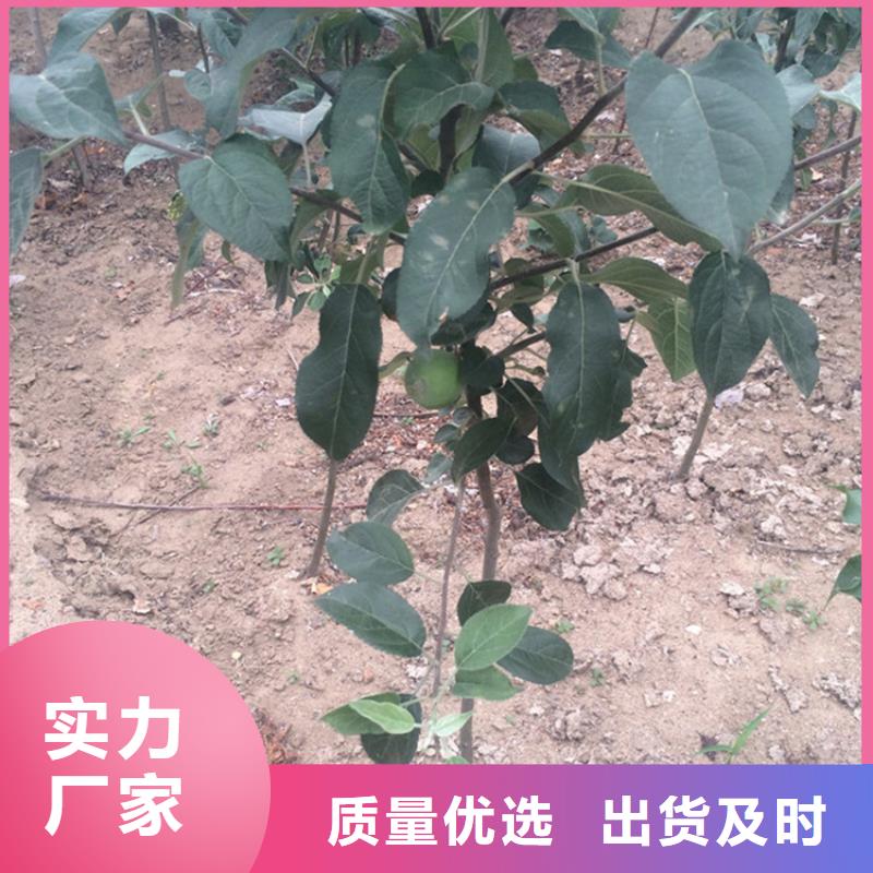 苹果樱桃苗实时报价自有生产工厂