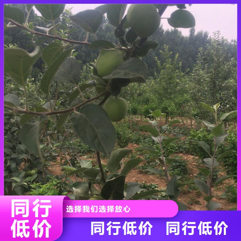 苹果,苹果苗专业生产制造厂买的是放心