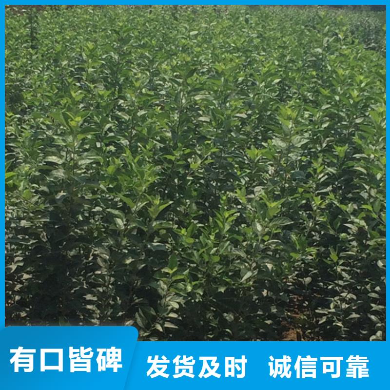 【苹果西瓜苗优良材质】质量优选