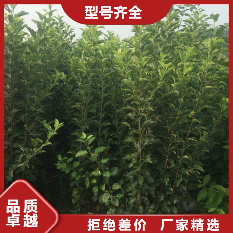 苹果-樱桃苗品质卓越款式多样