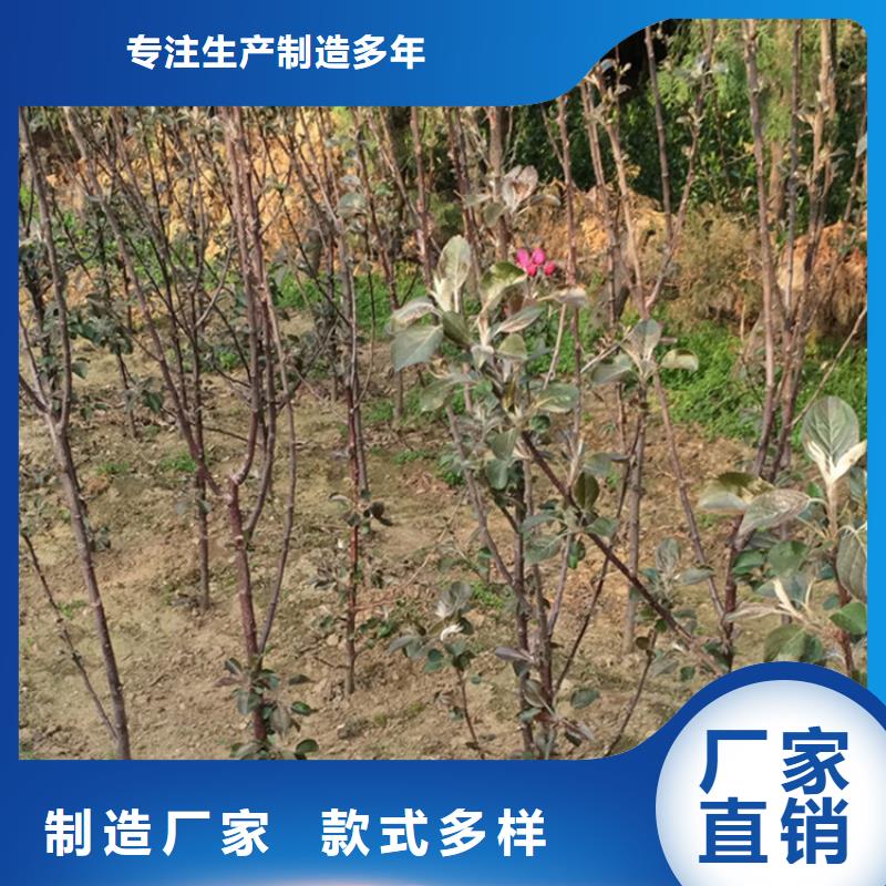 苹果3公分石榴苗出货及时品质有保障