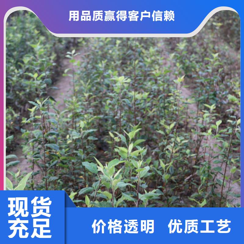 苹果【草莓苗】快捷的物流配送当地厂家