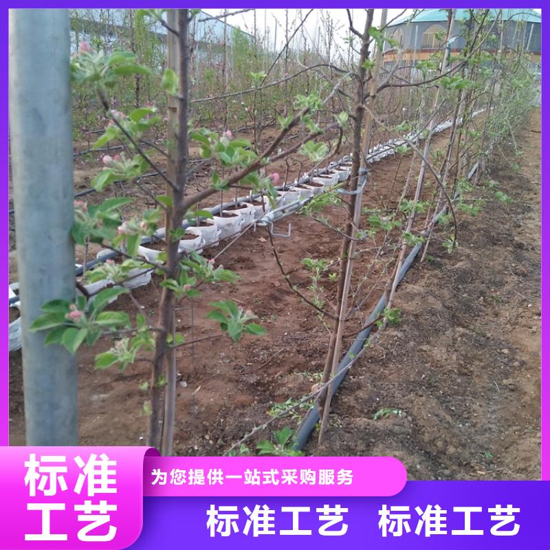 苹果北美冬青严格把控每一处细节敢与同行比质量