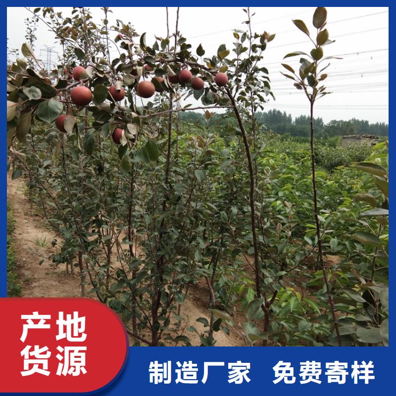 苹果樱桃苗让客户买的放心发货迅速