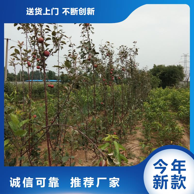 苹果樱桃苗厂家直营当地生产厂家