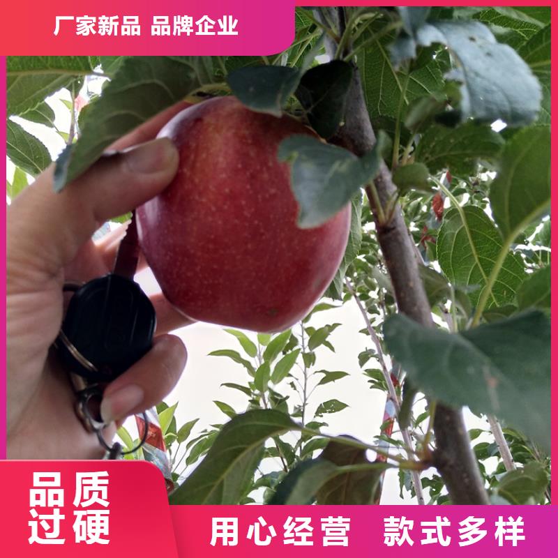 苹果苹果苗批发价格库存充足