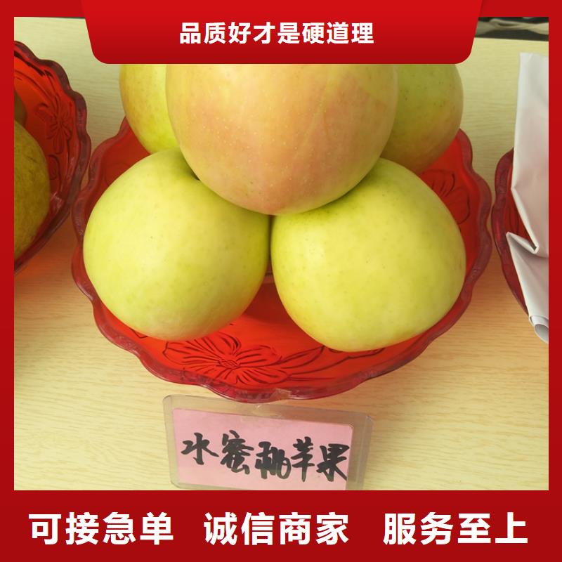 苹果,3公分石榴苗每一处都是匠心制作本地生产商