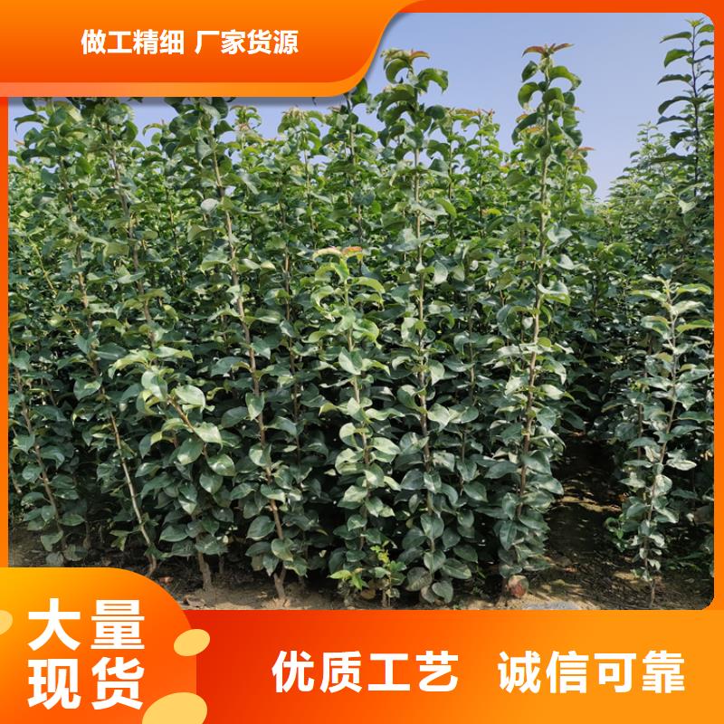 苹果石榴树多家仓库发货按需定做
