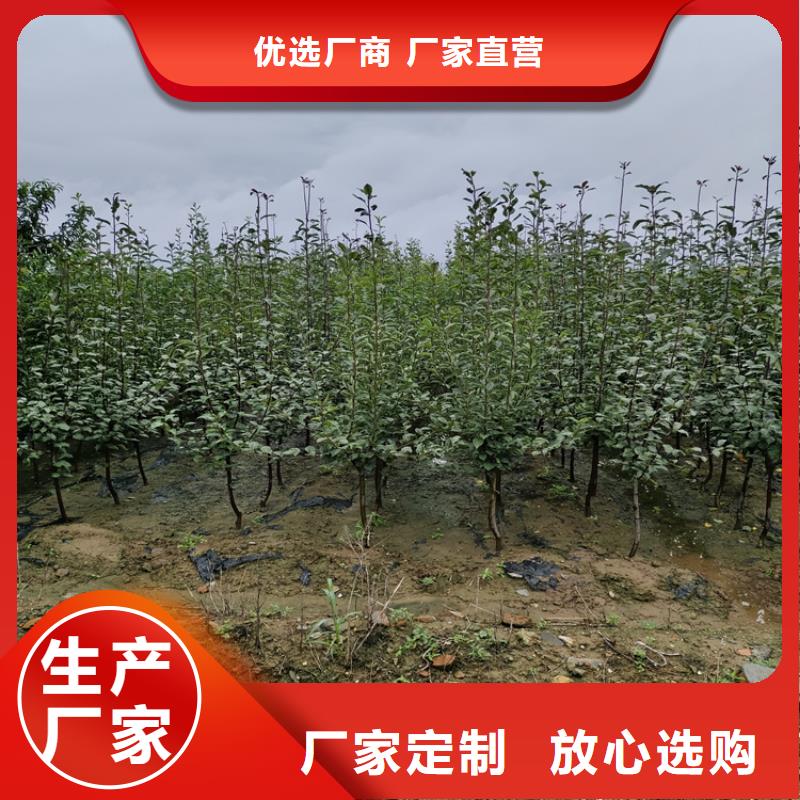 苹果【樱桃苗】适用范围广打造好品质