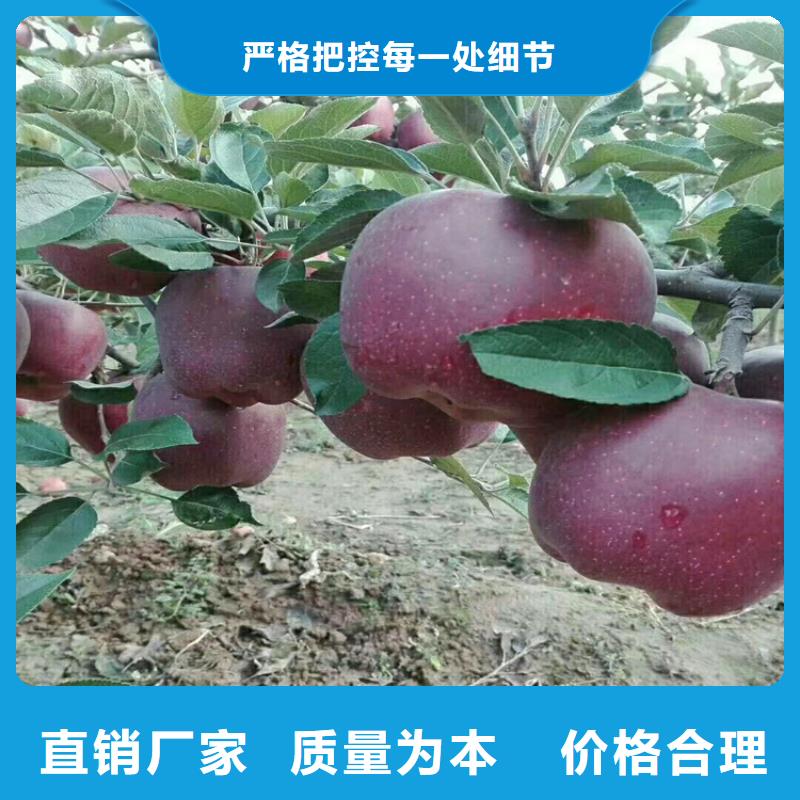 【苹果】桃树苗品质商家设计制造销售服务一体