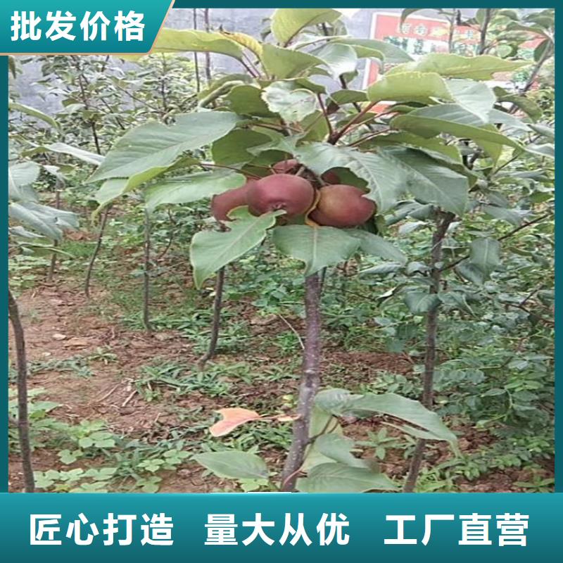 【苹果北美冬青用品质说话】一站式厂家