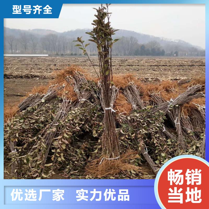 苹果石榴树实力派厂家实力大厂家
