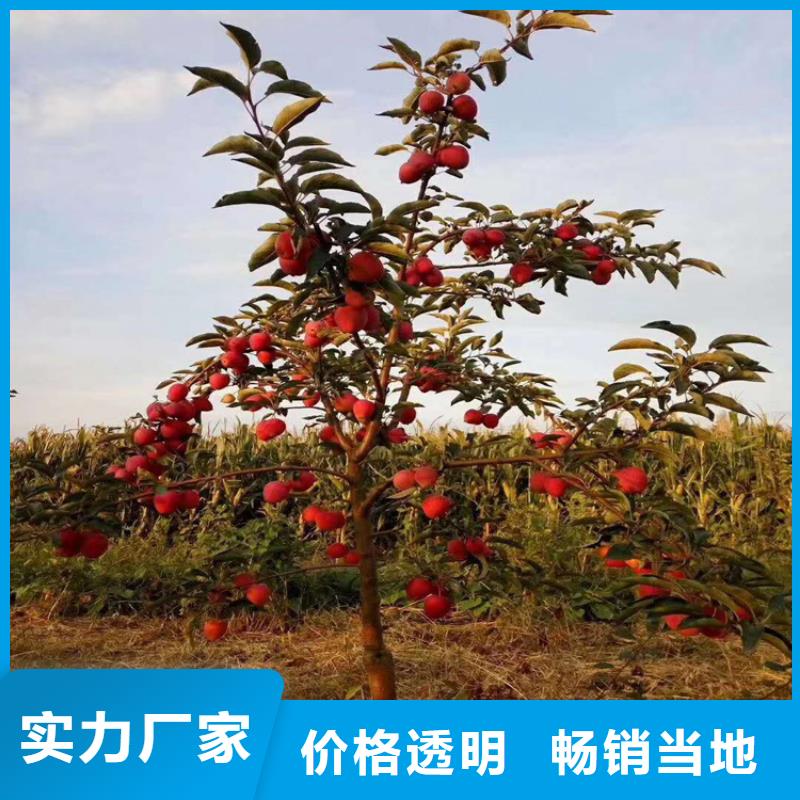 【苹果】桃树苗款式新颖精工细作品质优良