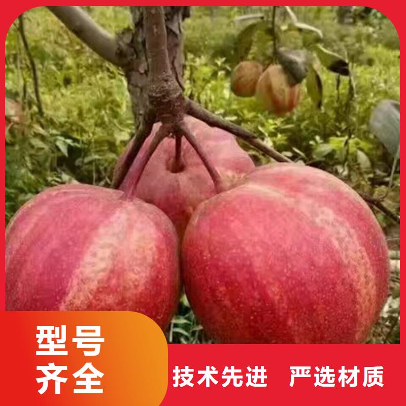 梨树_苹果苗买的放心生产型