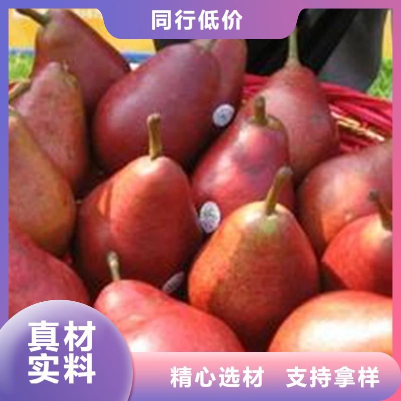 梨树蓝莓苗质量不佳尽管来找我实体厂家