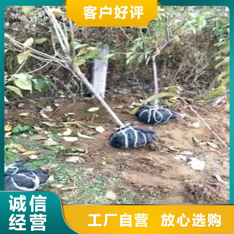 【梨树,葡萄苗检验发货】细节展示