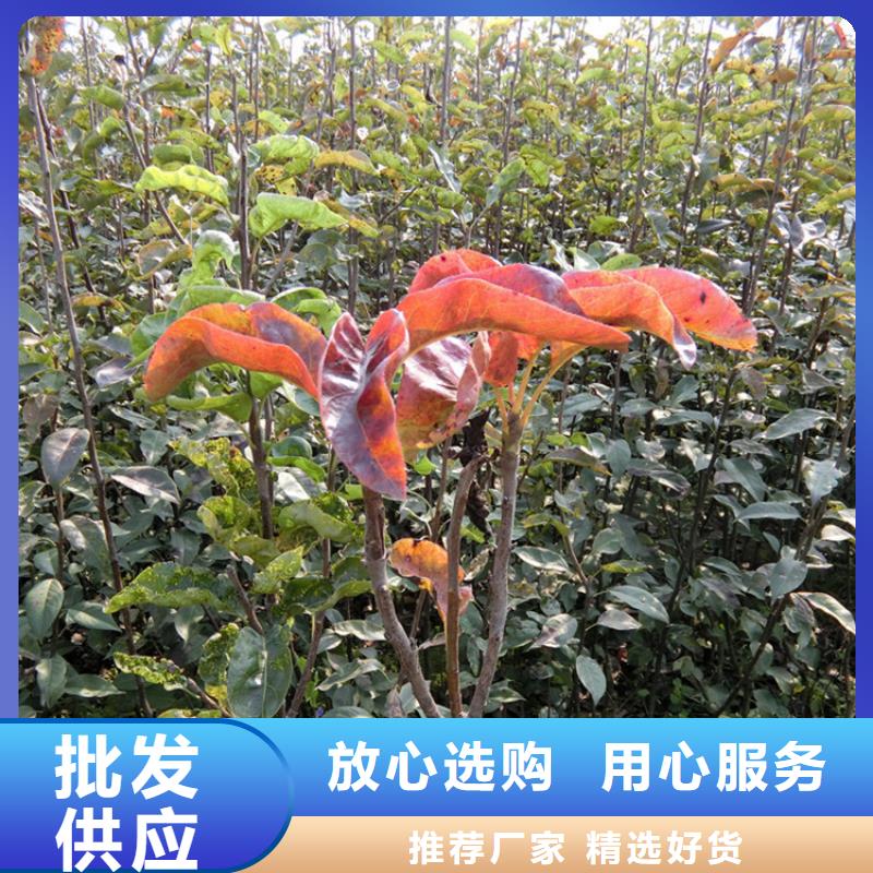 梨树樱桃苗优质材料厂家直销同城经销商