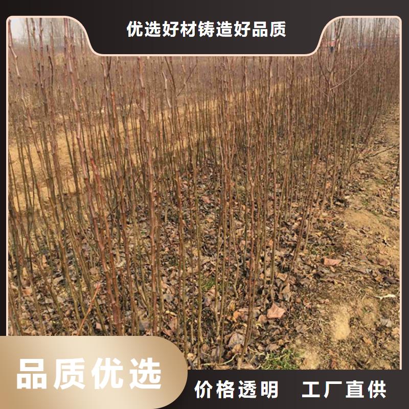 【梨树桃树苗一站式采购商】专注品质