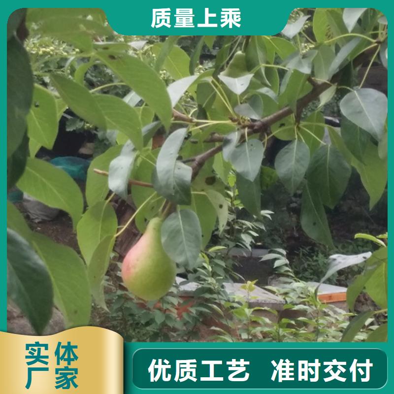 梨树,樱桃苗厂家规格全本地货源