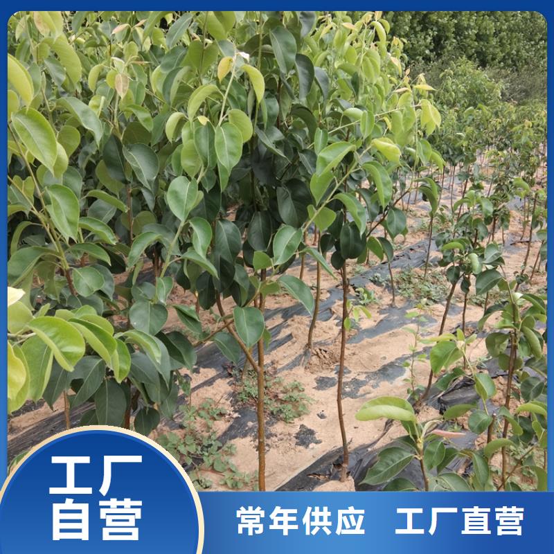 【梨树】黄瓜苗一手货源源头厂家本地生产厂家