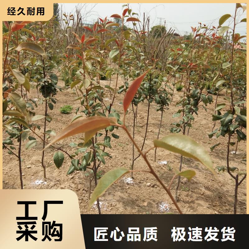 梨树【无花果苗】厂家直营专注生产N年