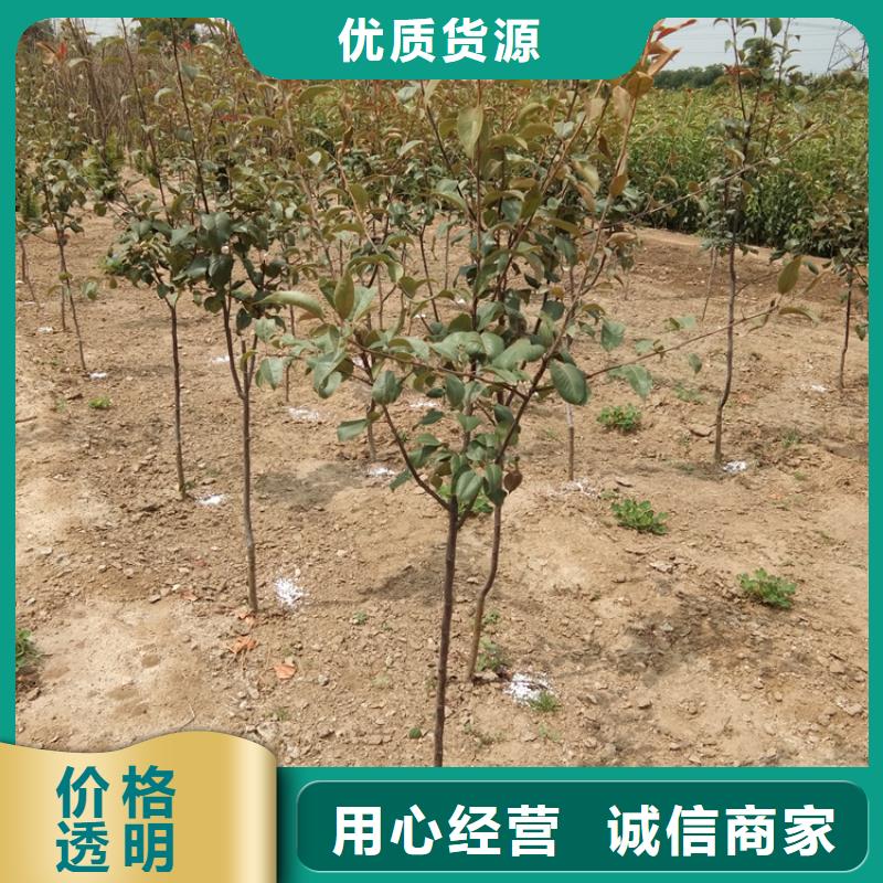 梨树梨树苗安心购长期供应