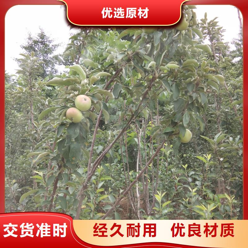梨树樱桃苗商家直供当地生产厂家