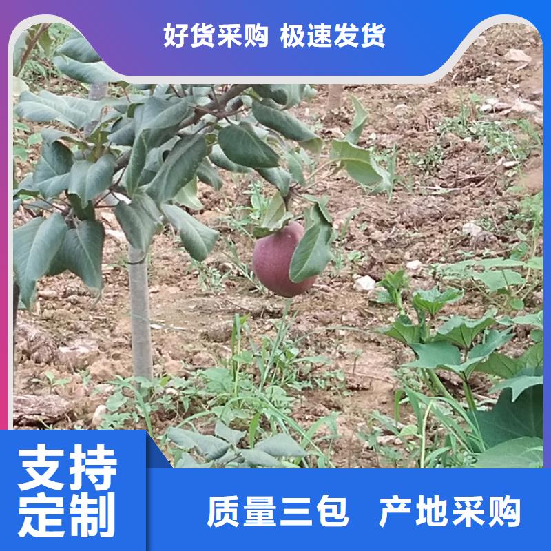 梨树花椒苗好产品不怕比本地供应商