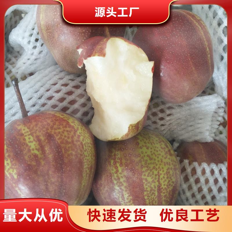 梨树樱桃苗出厂严格质检专业生产设备