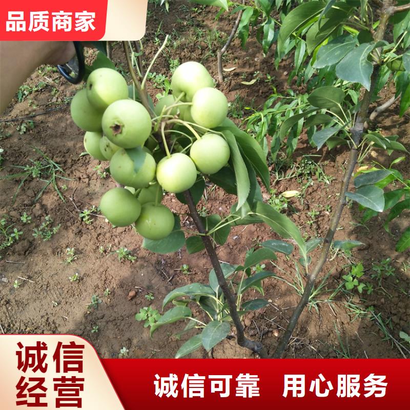 【梨树黄瓜苗品质保障售后无忧】工厂直销