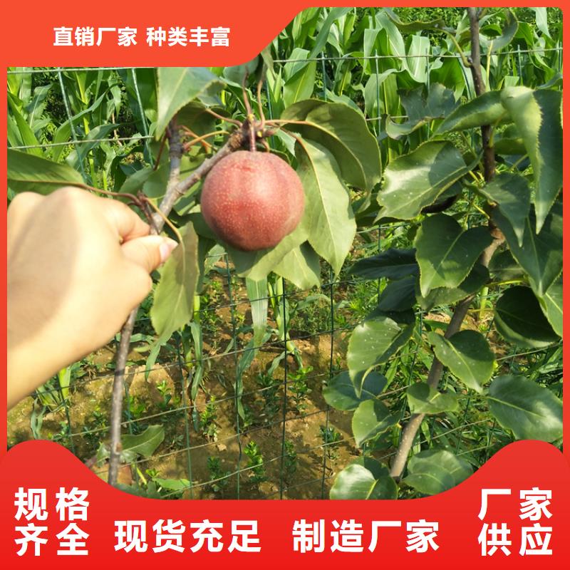 梨树樱桃苗细节展示质量看得见