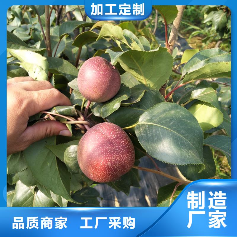 梨树北美冬青颜色尺寸款式定制细节展示