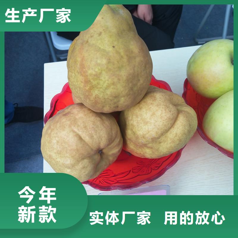 梨树西瓜苗厂家实力大品质保障价格合理