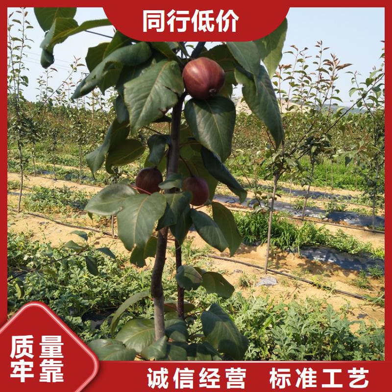 梨树樱桃苗现货充足根据要求定制