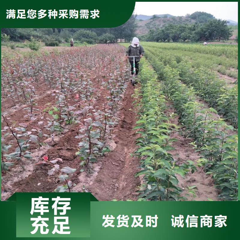 梨树樱桃苗生产型安装简单