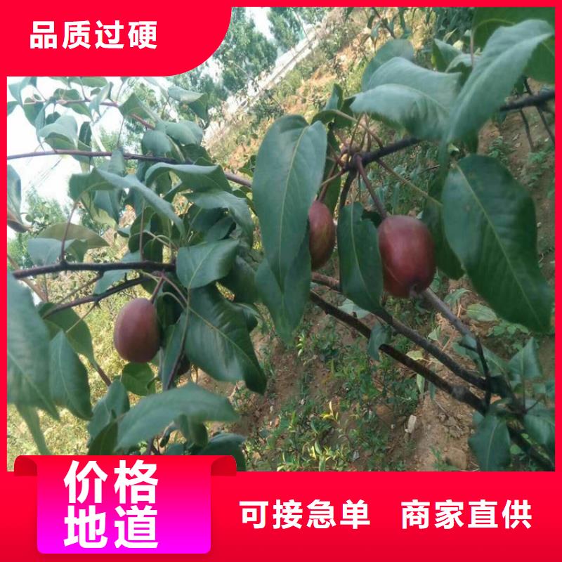 梨树樱桃苗质量可靠优选厂家