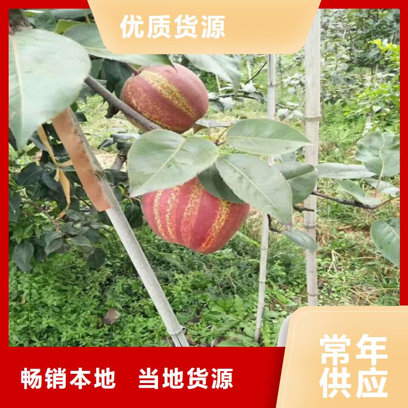 【梨树板栗苗实力商家】定制批发