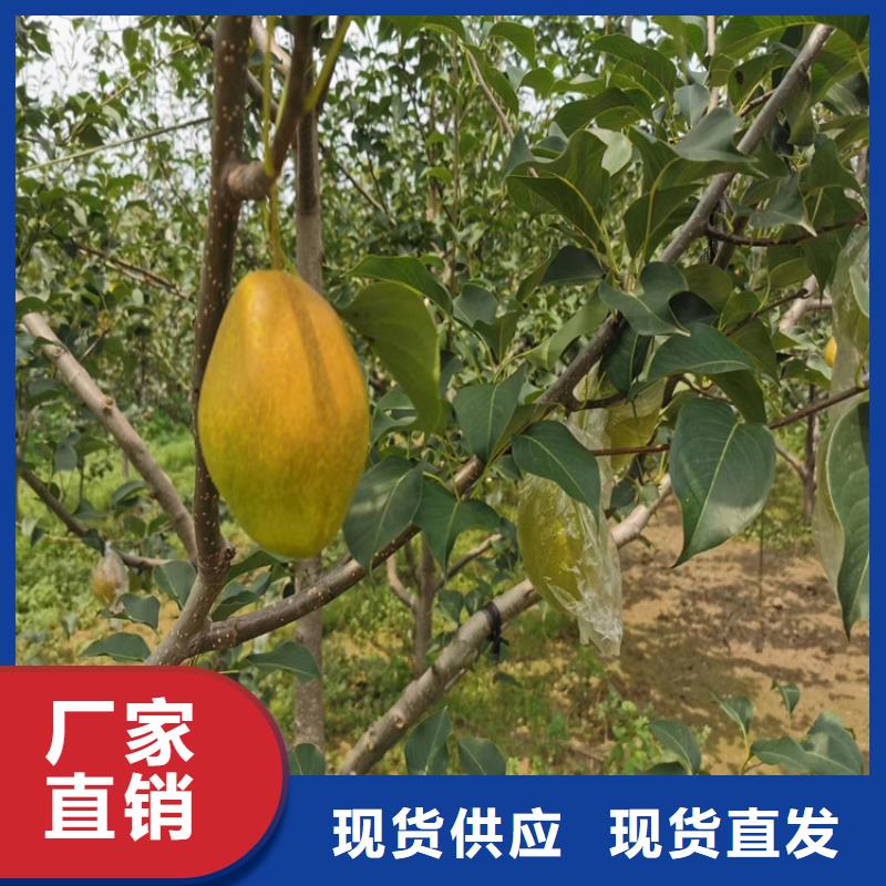 ​梨树苹果苗品质无所畏惧支持定制贴心售后