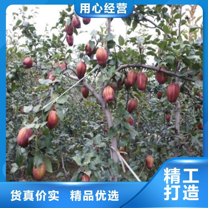【梨树,梨树苗质量检测】货源充足