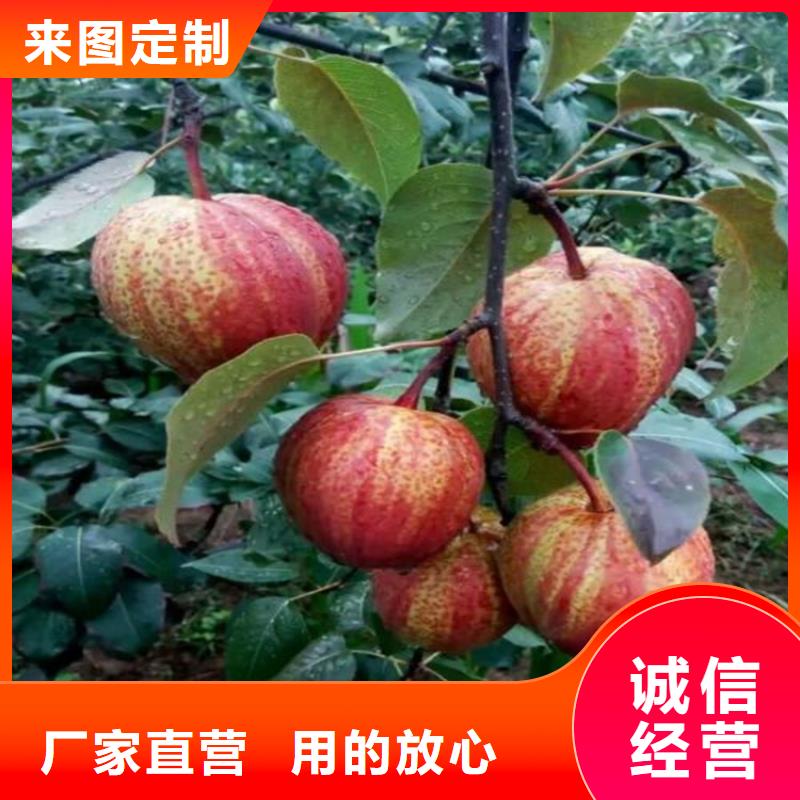 梨树苹果苗质量优价格低专注细节专注品质