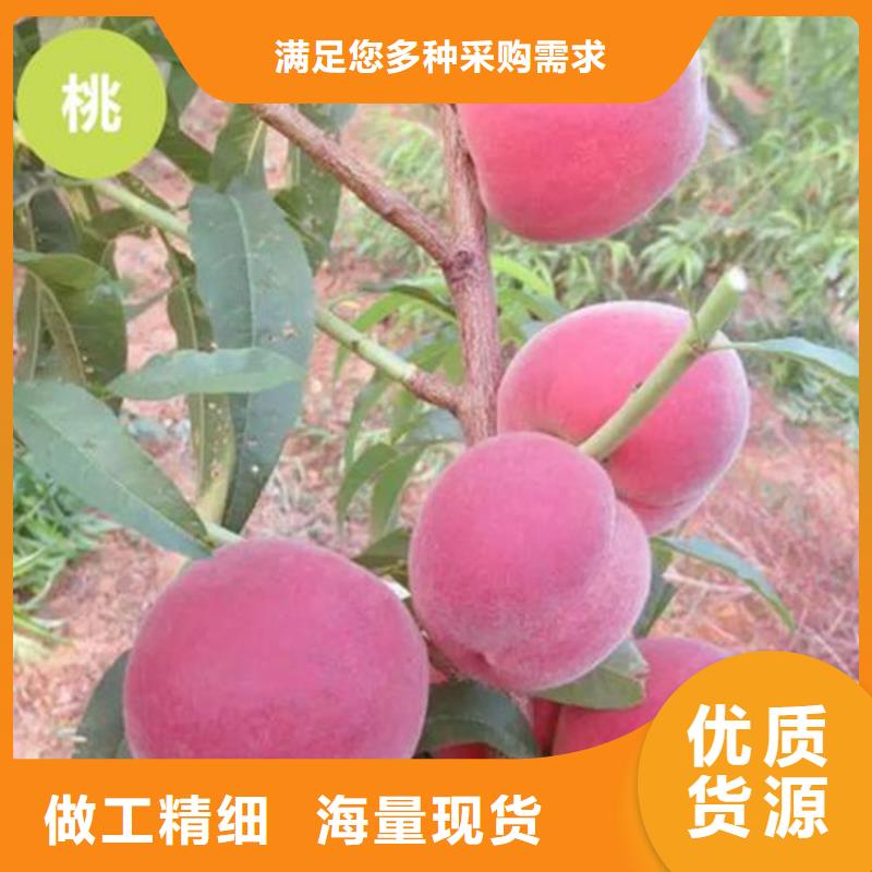 桃-红石榴苗基地批发商本地品牌