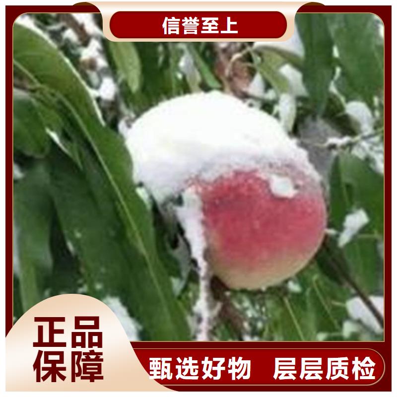 桃_板栗苗源头实体厂商客户好评
