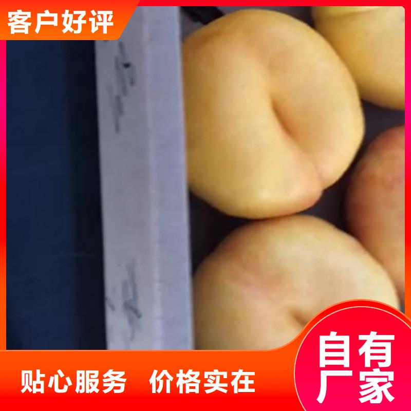 桃板栗苗产地货源一站式采购商