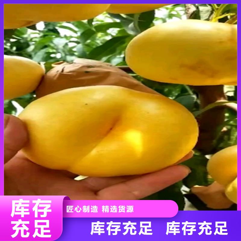 【桃】樱桃苗厂家同城公司