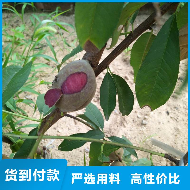 桃石榴苗专注产品质量与服务高质量高信誉