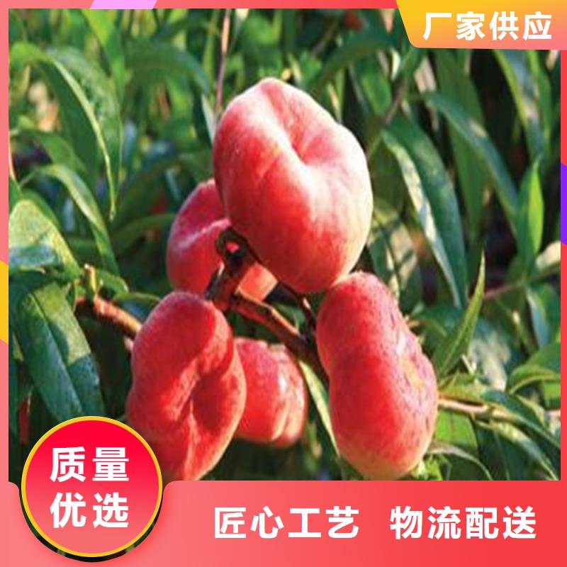 ​桃石榴树匠心品质型号全价格低