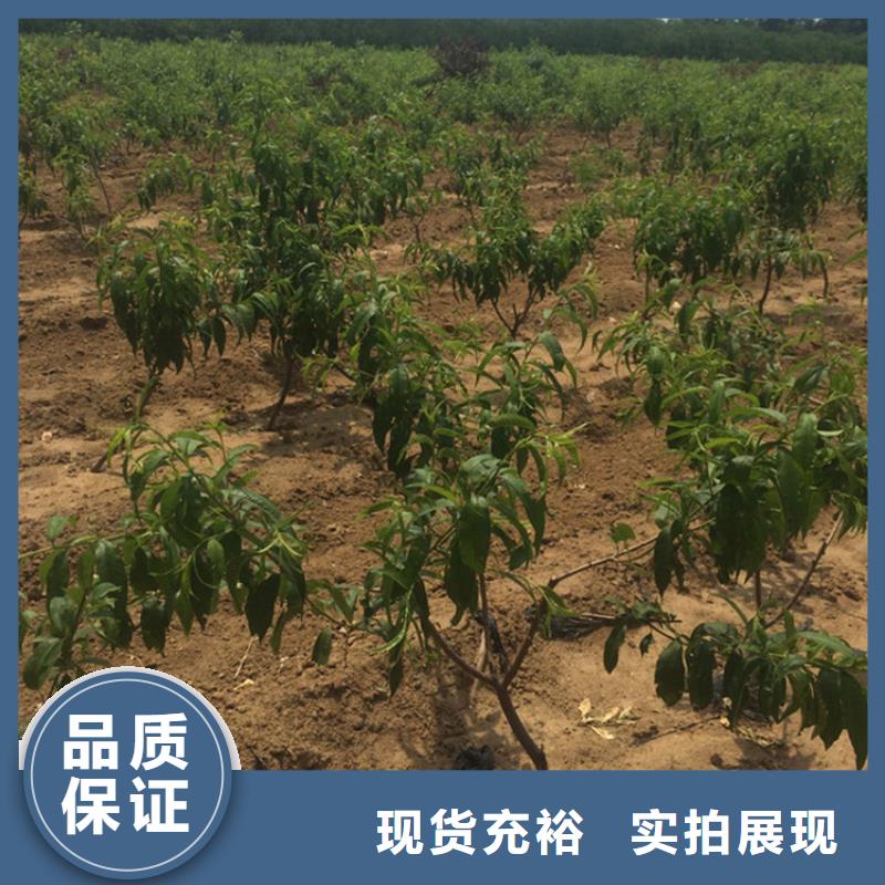 桃苹果苗详细参数您想要的我们都有